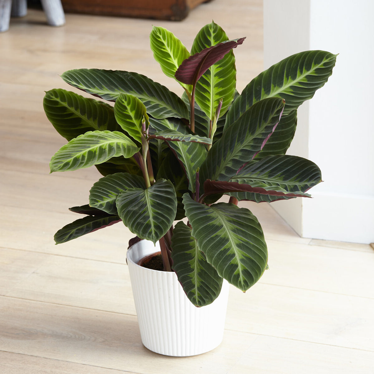 Calathea Warscewiczii/Pfauenpflanze Warscewiczii - Willemse