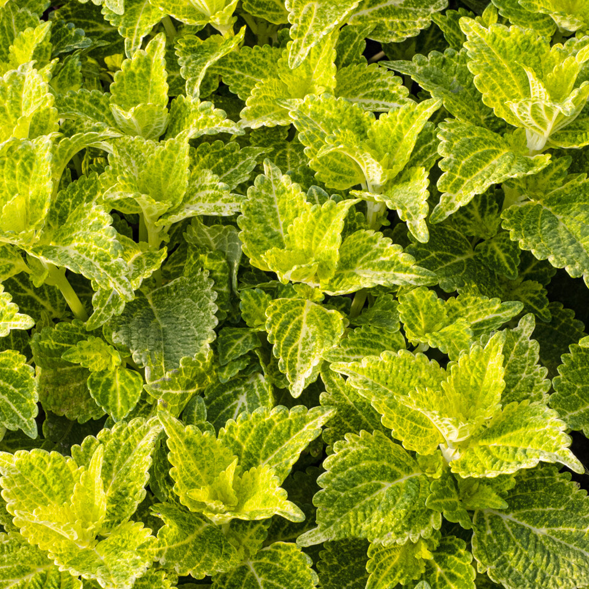 Coleus Electric Lime - Willemse