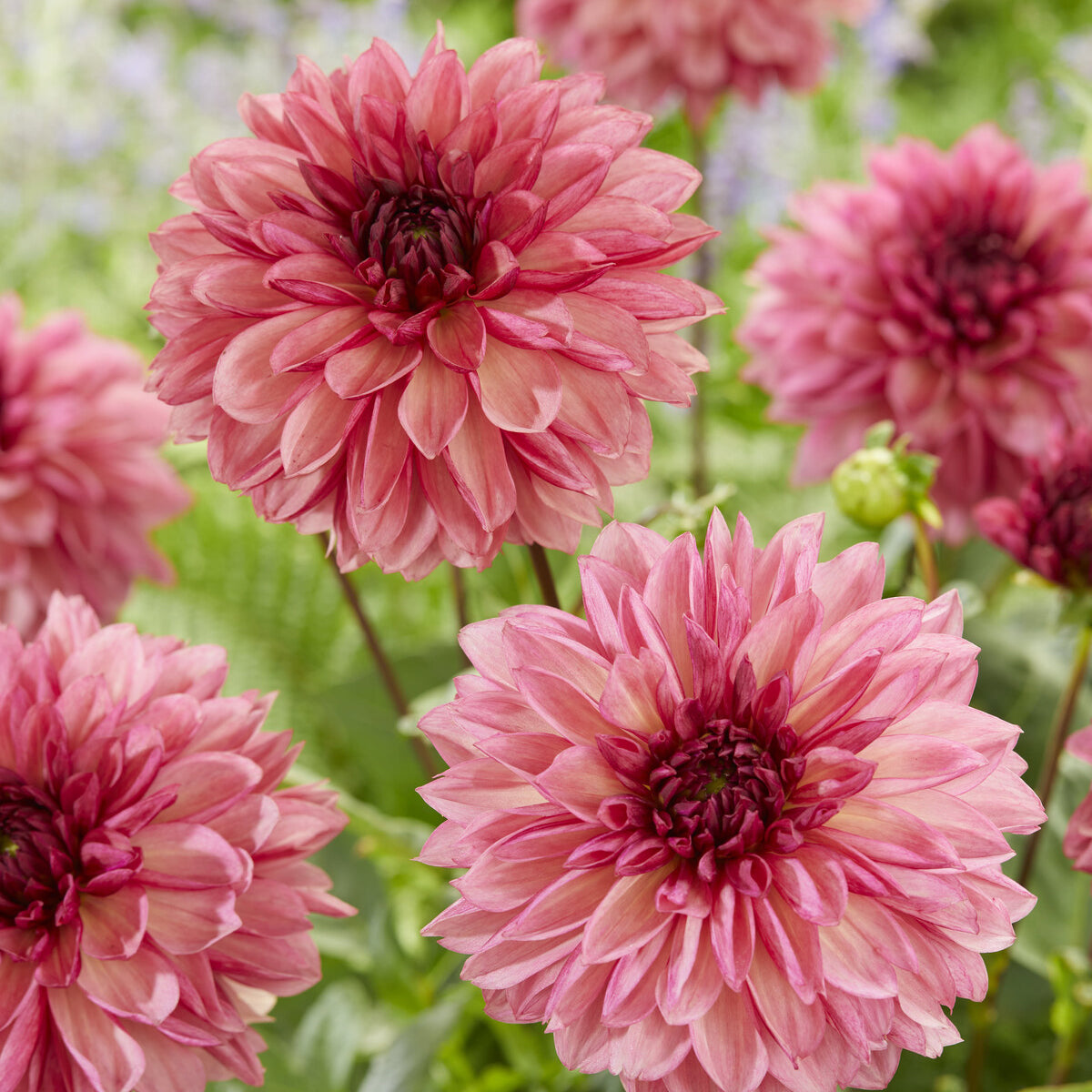 Dahlien-Zwiebeln - Dekorative Dahlien Baccardi (x3) - Dahlia Bacardi