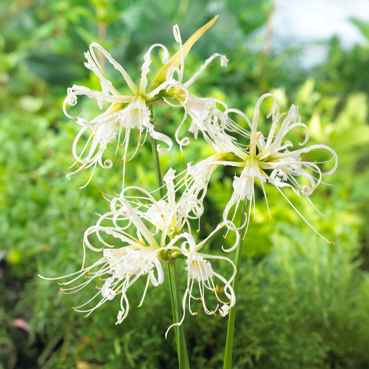 Schönhäutchen weiß Zwiebeln /Spinnenlilie (x3) - Willemse