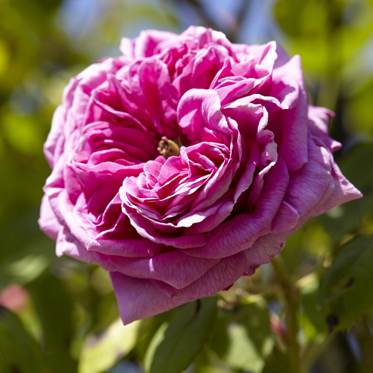 Kletterrose Mme Isaac Pereire - Willemse