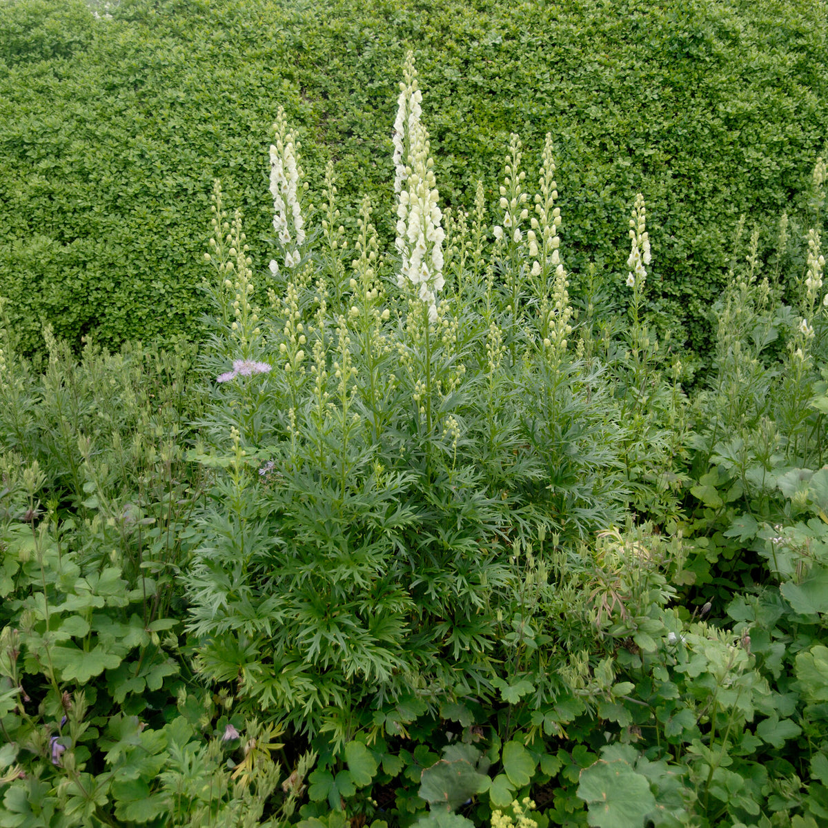 Weißblühender Eisenhut Album - Aconitum napellus Album - Willemse