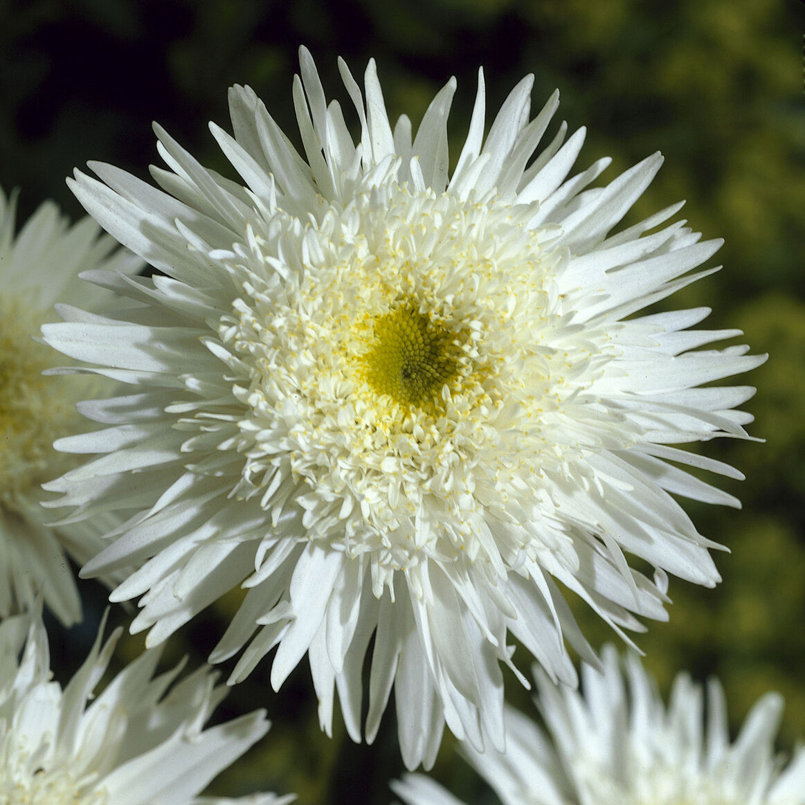 Leucanthemum - Margerite - Großblumige Margerite 'Wirral Supreme' - Leucanthemum superbum Wirral Supreme