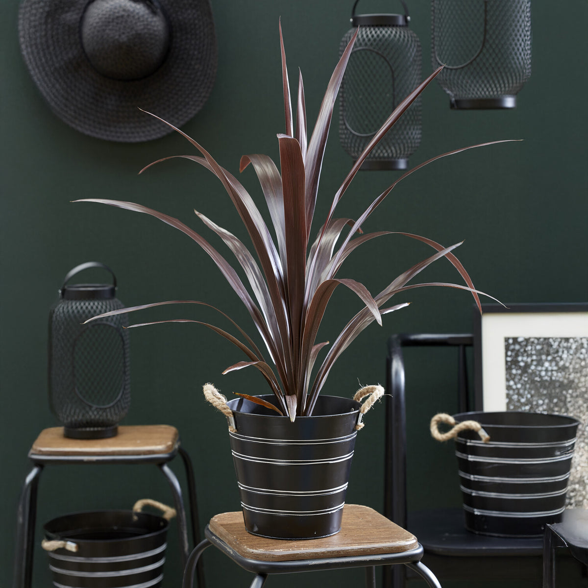 Cordyline obtecta 'Super Star' ®. - Willemse