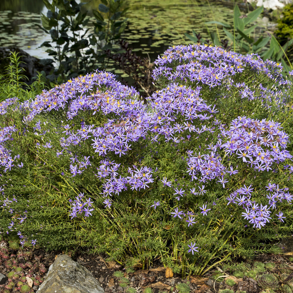 Niedrige Garten-Aster 'Nanus' - Aster sedifolius Nanus - Willemse