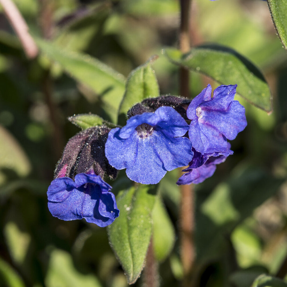 Lungenkraut - Lungenkraut 'Blue Ensign' - Pulmonaria Blue Ensign