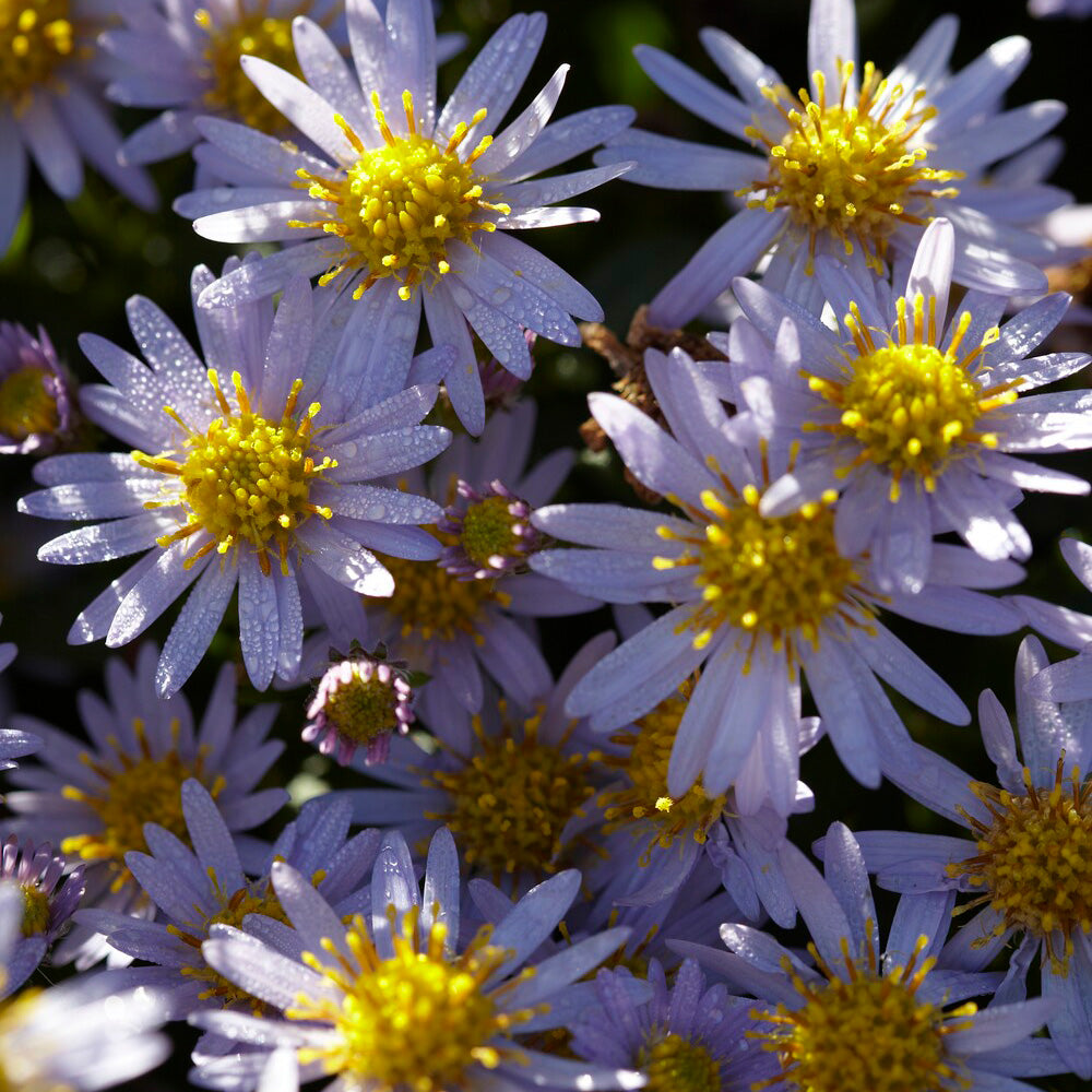 Astern - Wild-Aster 'Stardust' - Aster ageratoides Stardust