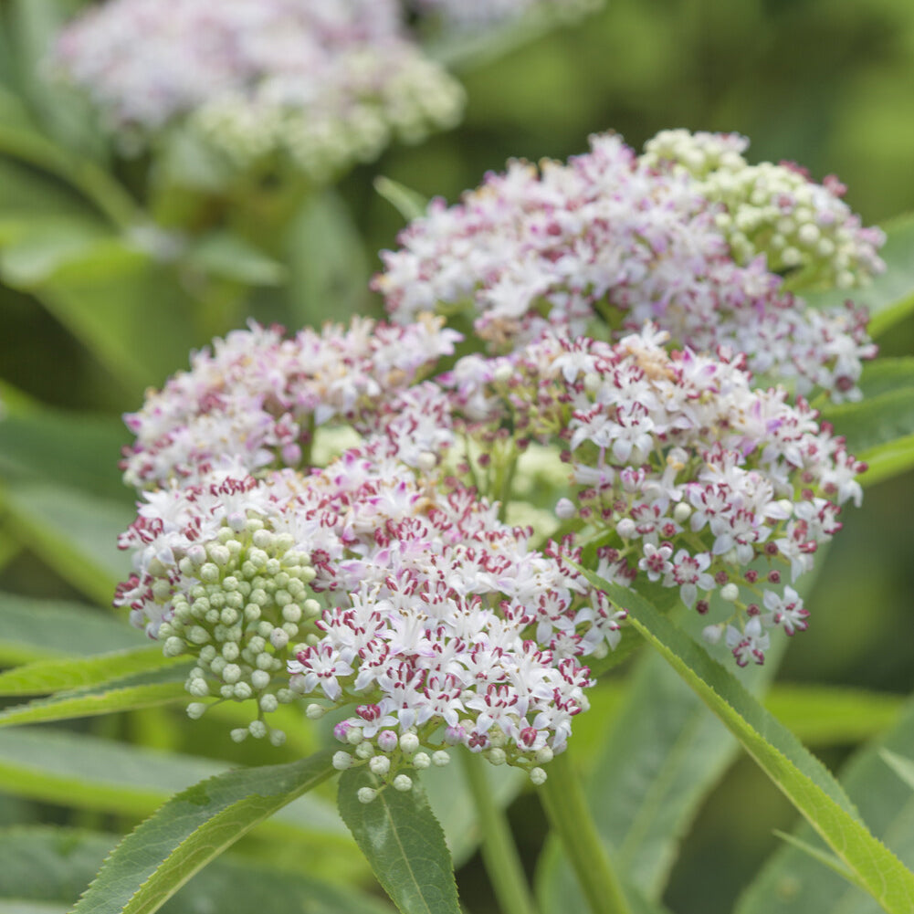 Eupatorium cannabinum - Gewöhnlicher Wasserdost - Stauden