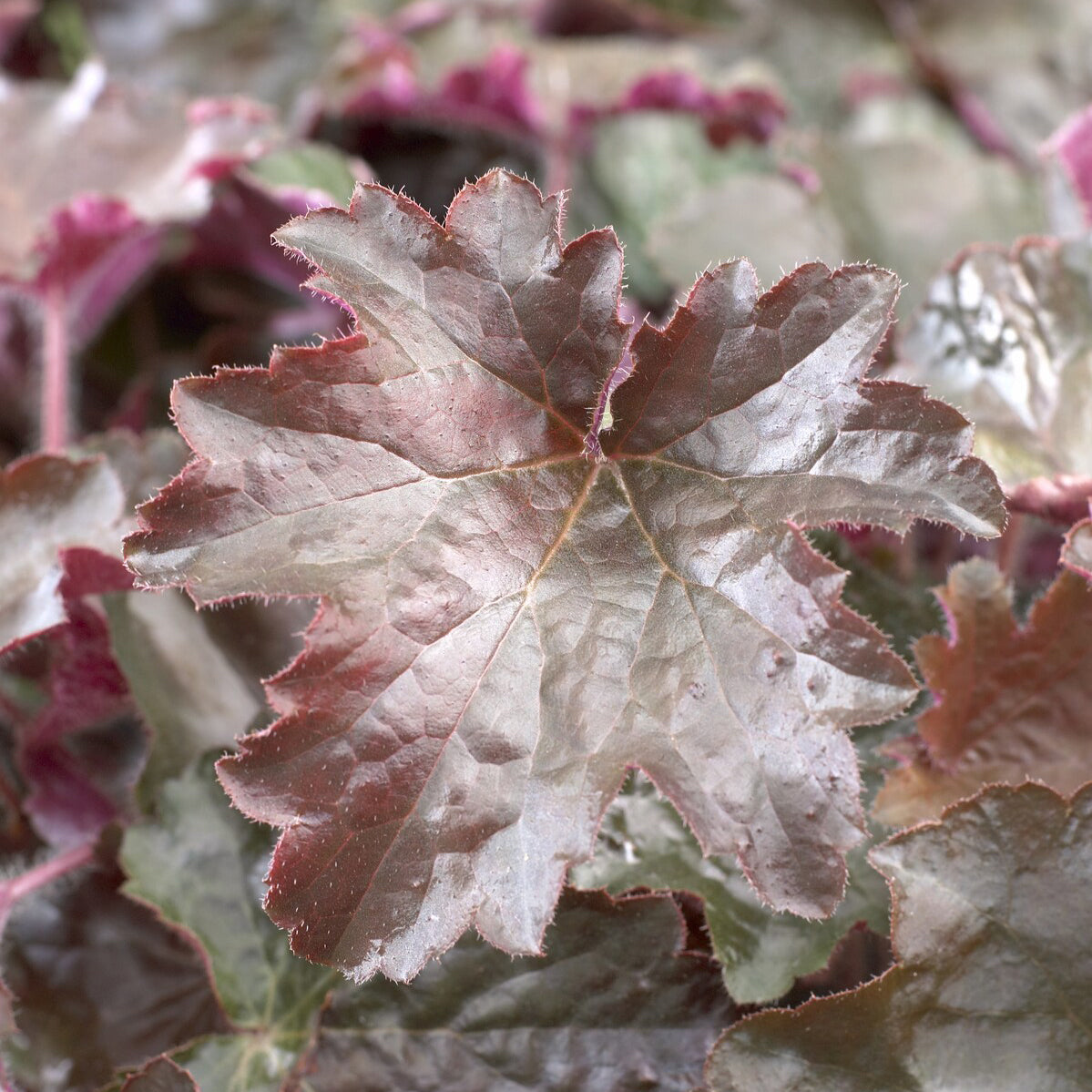 Purpurglöckchen 'Palace Purple'