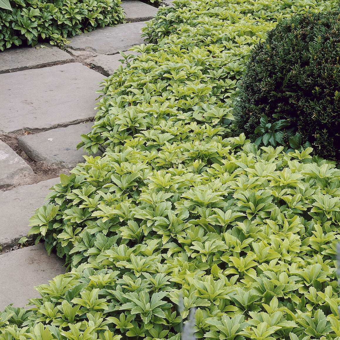 Verkauf Dickmännchen