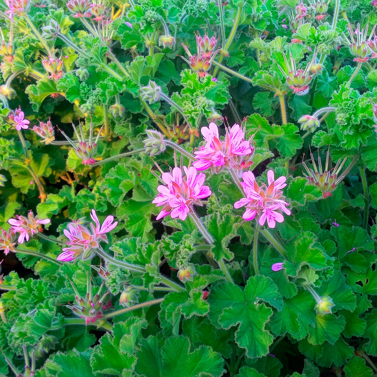 Rosenduft-Geranie - Pelargonium capitatum - Willemse