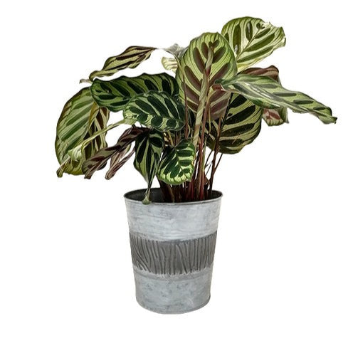 Zinc Bucket - Willemse