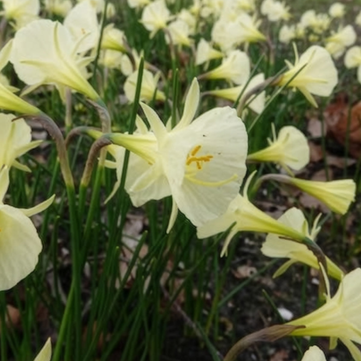 Narcissus artic bells - Narzissen Artic Bells (x10) - Narzissen-Zwiebeln