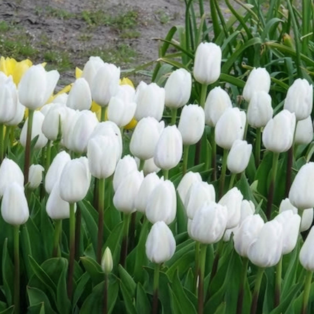 Triumph-Tulpen Royal Virgin - Willemse