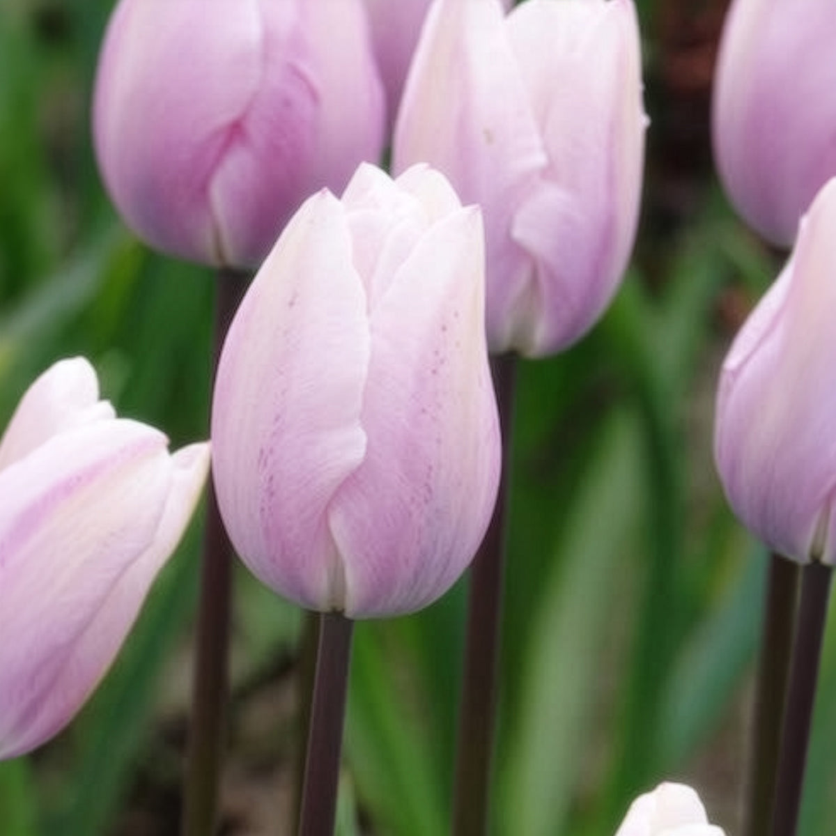 Tulipa 'silver cloud' - Triumph-Tulpen Silver Cloud - Tulpen-Zwiebeln