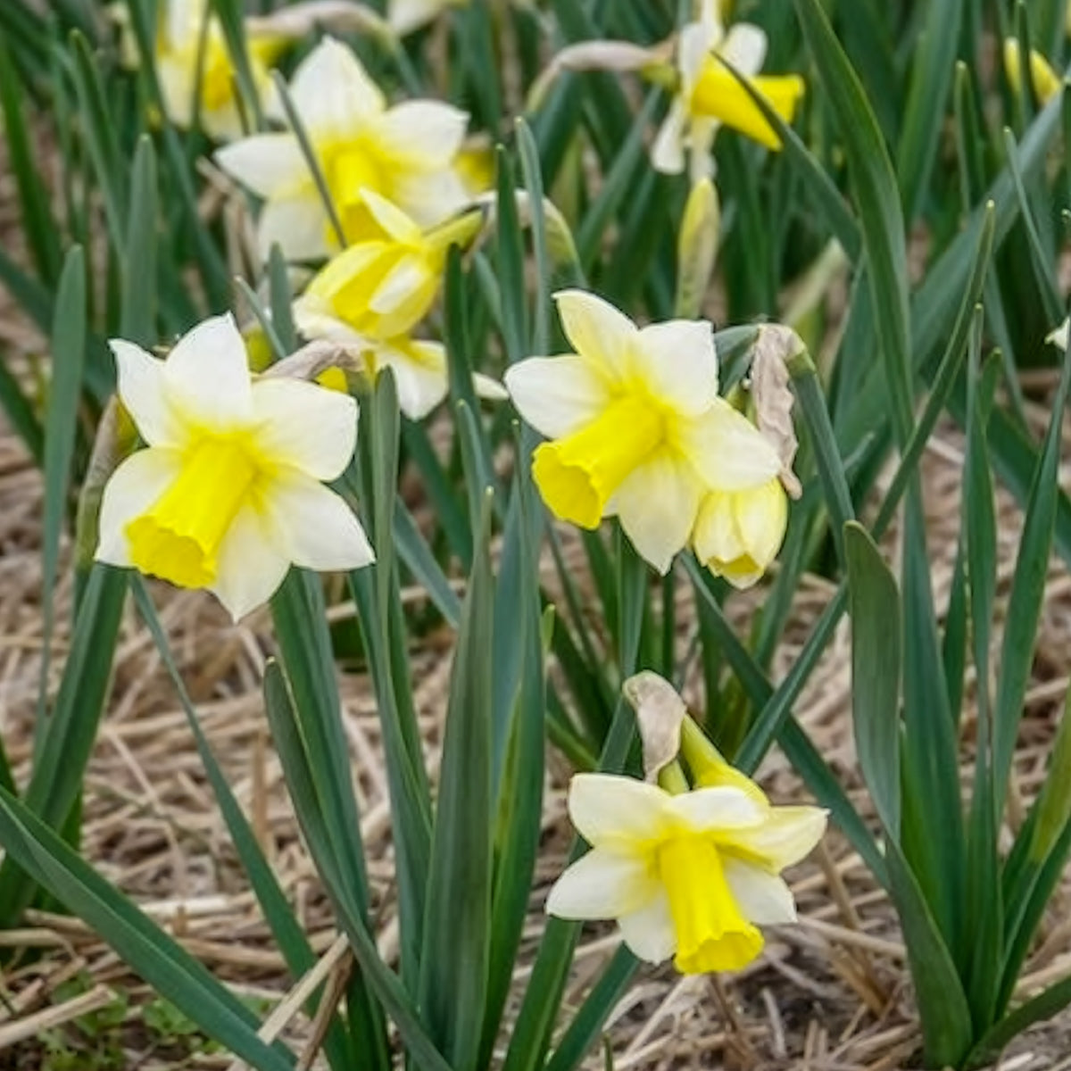 Verkauf Narzissen Golden Echo (x7)