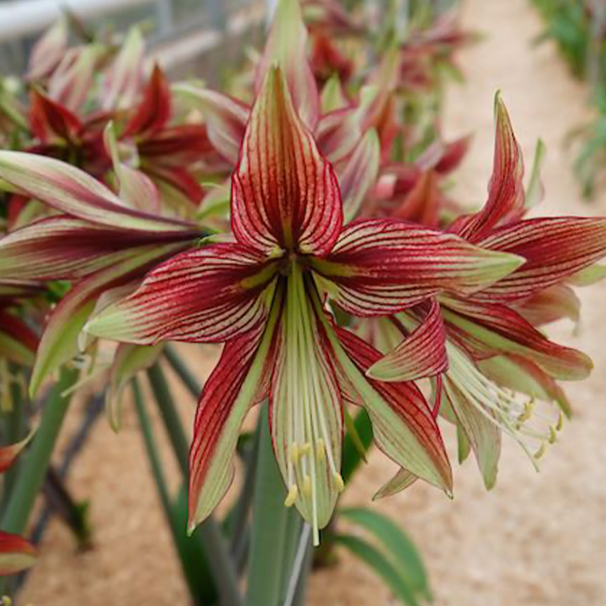 Hippeastrum Mystica - Ritterstern Mystica - Amaryllis-Zwiebeln