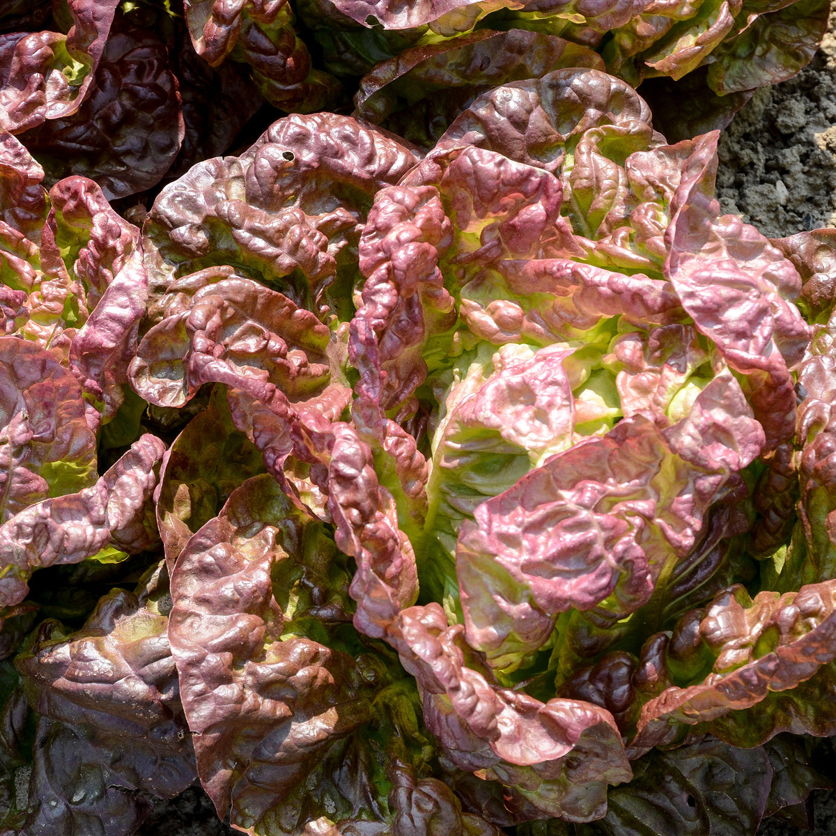 Kopfsalat ‘Merveille des quatre saisons’ - Lactuca sativa Merveille des Quatre Saisons - Willemse