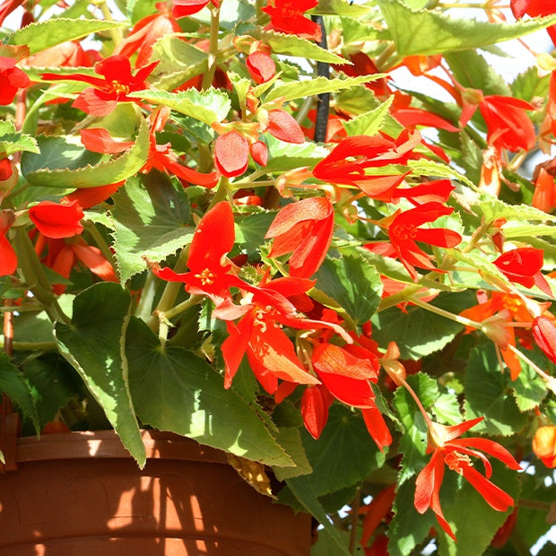 Begonie Tanais (x2) - Begonia bertinii tanaïs