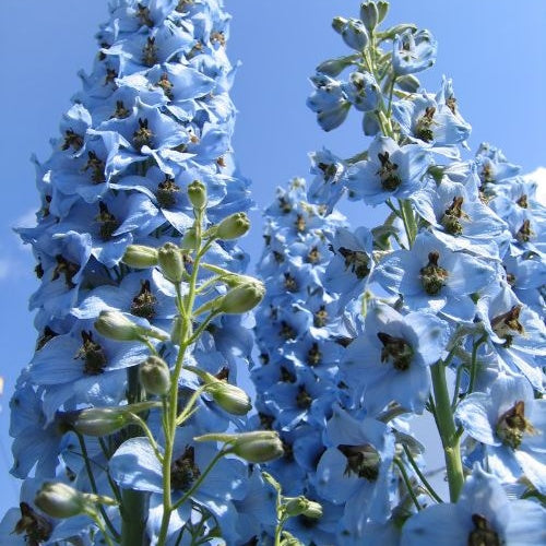 Delphinium ciel bleu - Rittersporn Ciel Bleu (x5) - Delphinium