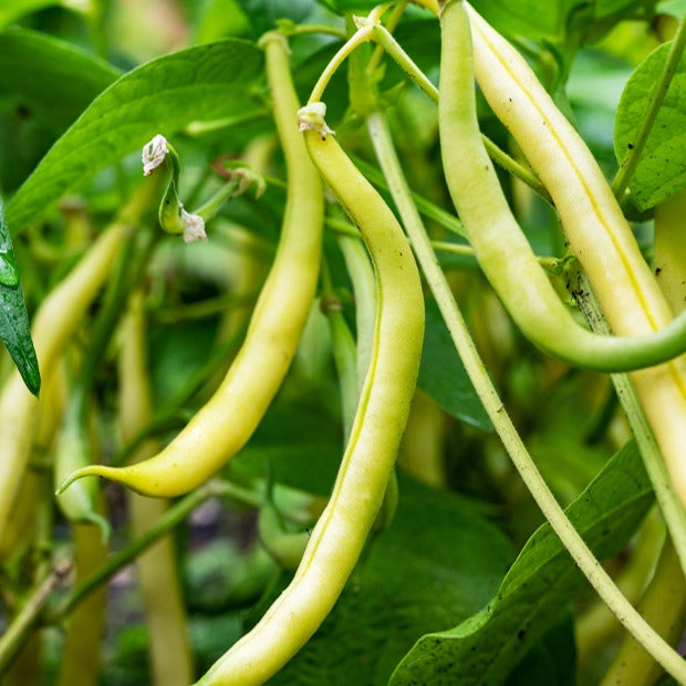 Stangenbohne König der Butter - Willemse