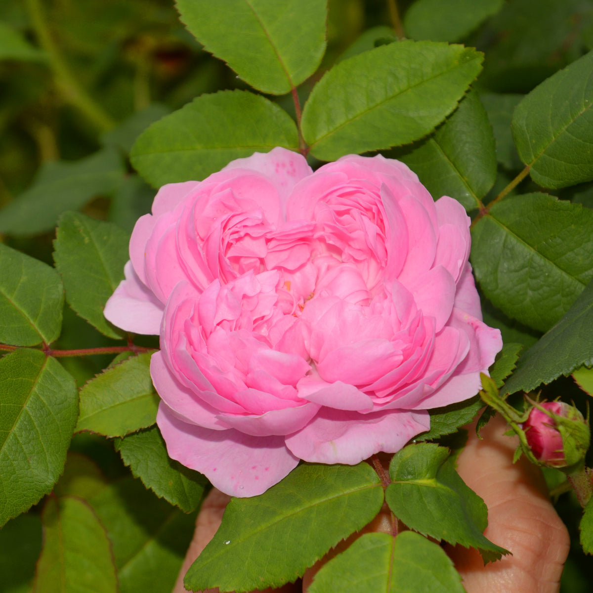 Strauchrose Comte de Chambord - Rosa comte de chambord - Rosen