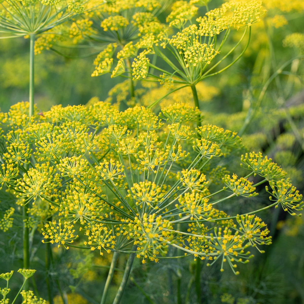 Dill Pflanze - Anethum graveolens - Willemse