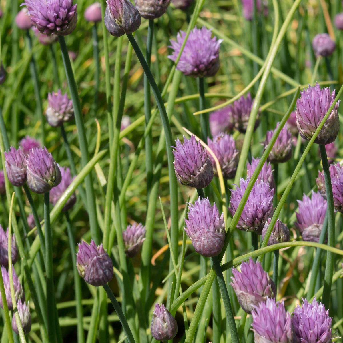 Schnittlauch Pflanze - Allium schoenoprasum - Willemse
