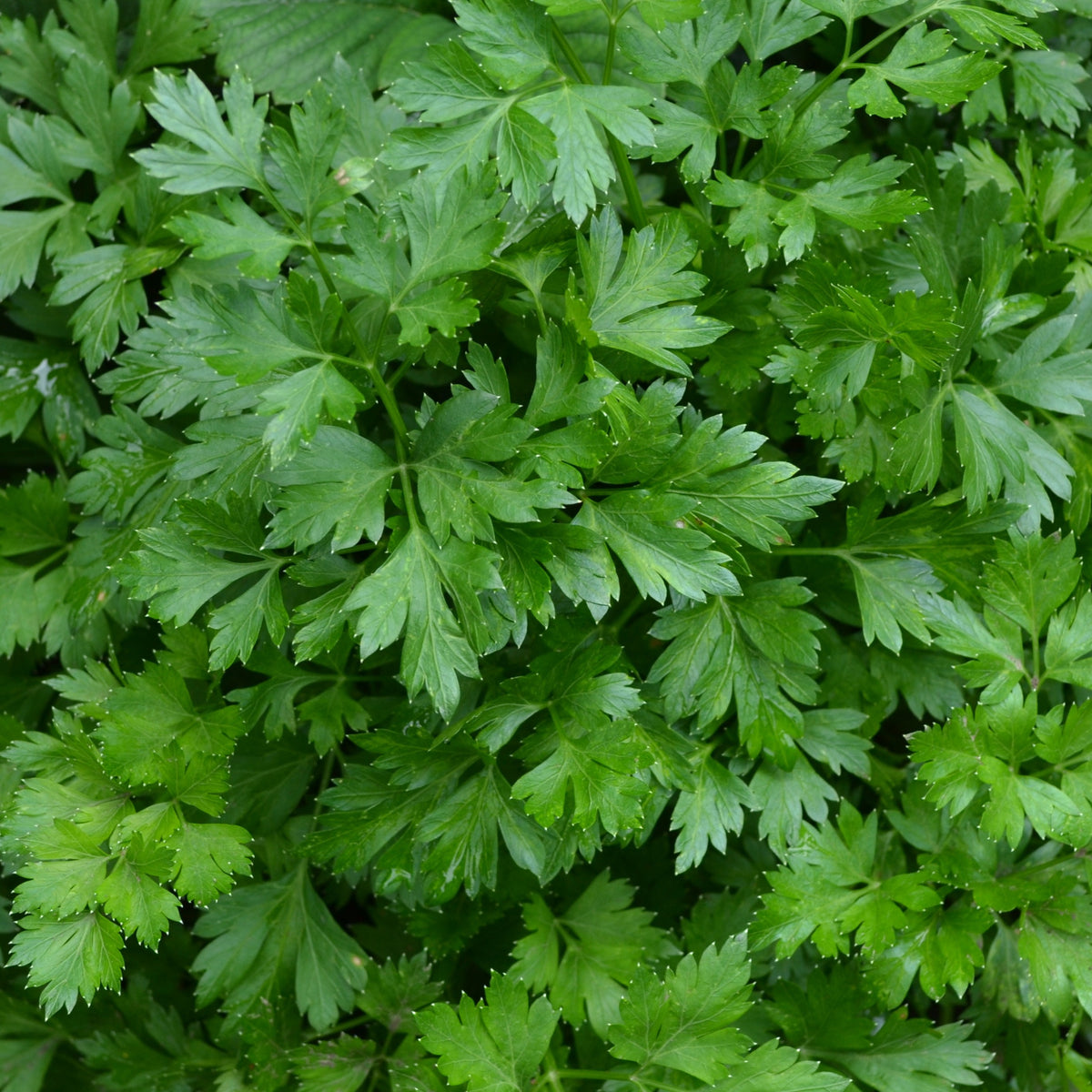 Glatte Petersilie Pflanze - Petroselinum crispum - Willemse