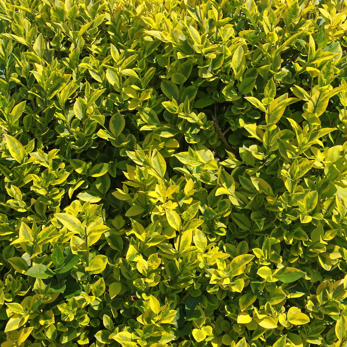 Goldliguster Aureum - Ligustrum ovalifolium Aureum - Willemse