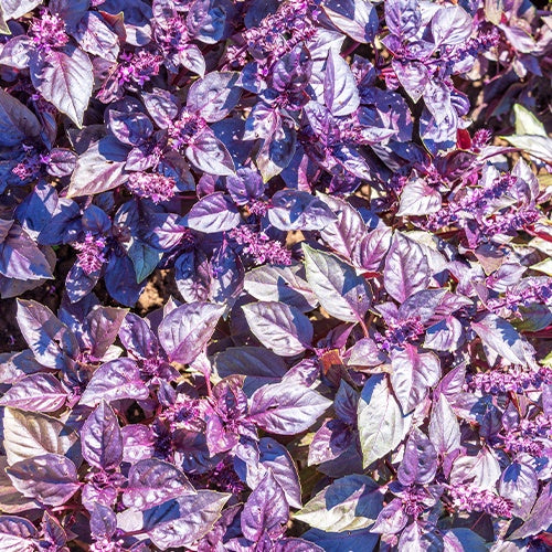Ocimum basilicum dark opal - Rotblättriger Basilikum Dark Opal Bio - Bio-Kräuter