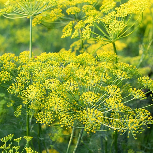 Dill Bouquet Bio - Anethum graveolens - Willemse