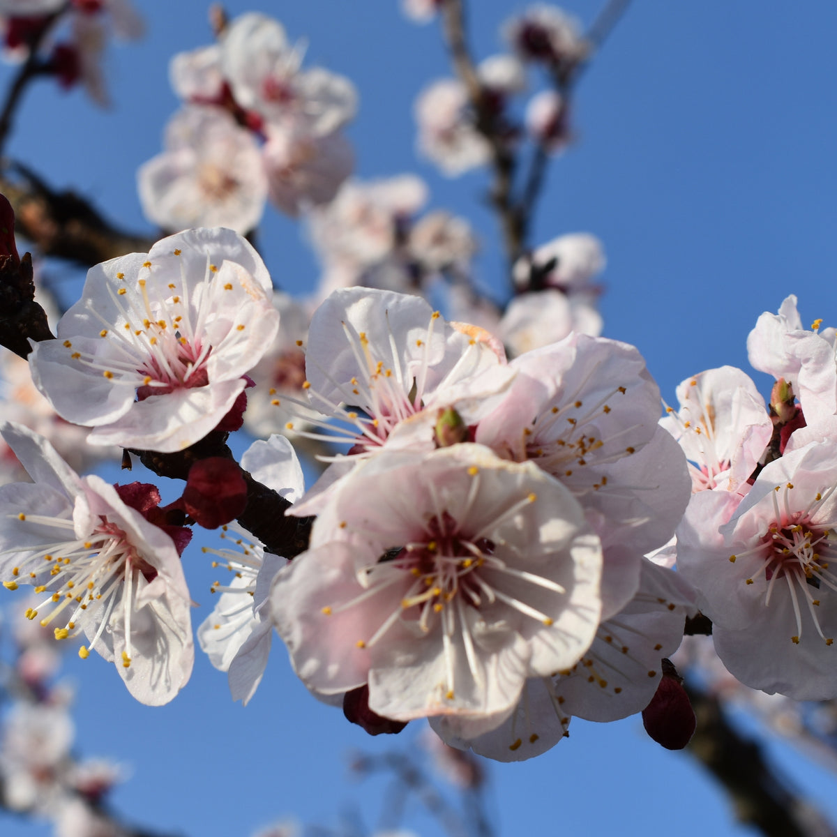 Aprikosenbaum Luizet - Prunus armeniaca luizet - Willemse