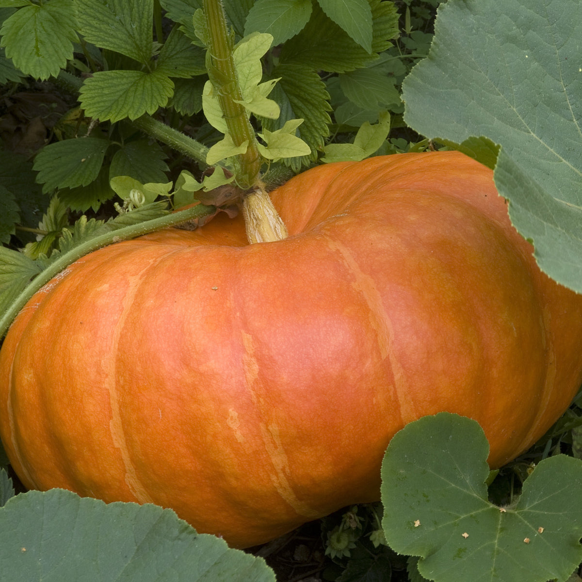 Kürbis ‘Rouge Vif d’Étampes’ Pflanzen (x3) - Cucurbita maxima - Willemse