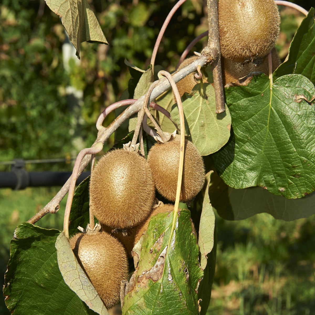 Sträucher - Sommerobstbaum Mischung (Maulbeere, Feige, Kiwi) (x3) - Morus nigra 'mulle', ficus gustissimo 'perretta', actinidia delciosio