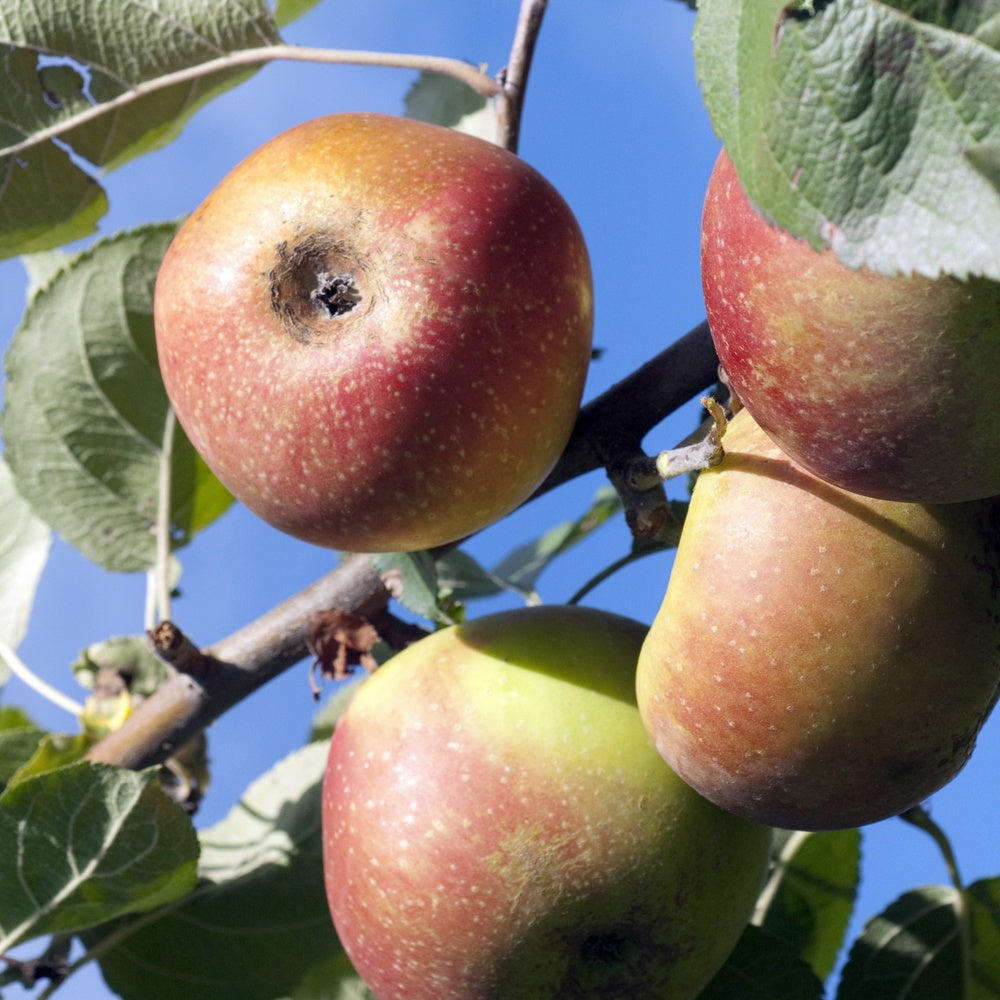 Apfelbaum Rode Boskoop - Willemse