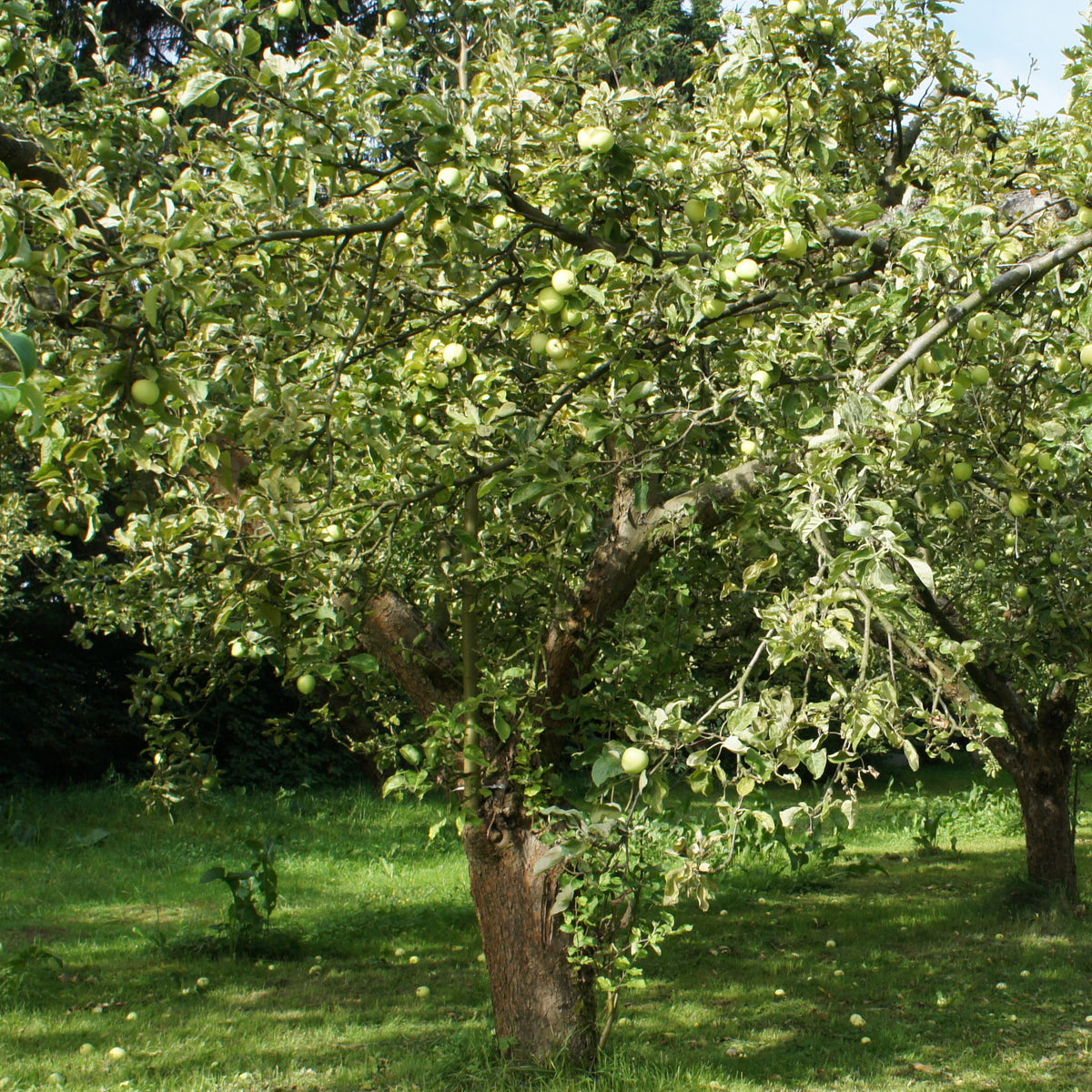 Apfelbaum Granny Smith - Malus domestica 'granny smith' - Willemse