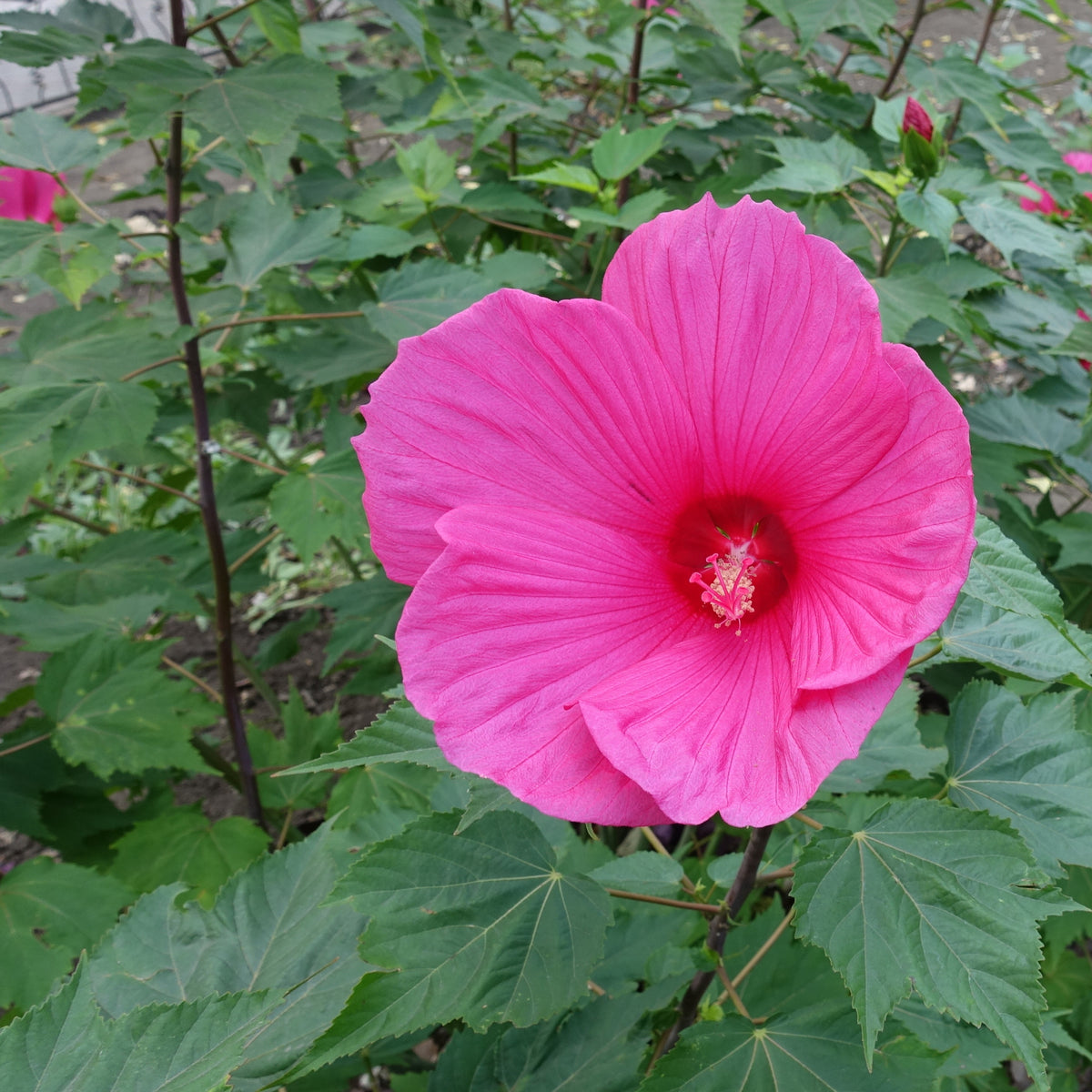 Roseneibisch Extreme Magenta ® - Hibiscus moscheutos Extreme Magenta - Willemse