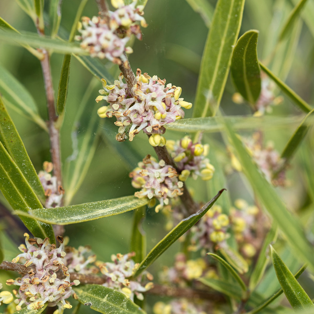 Schmalblättrige Steinlinde - Phillyrea angustifolia - Willemse