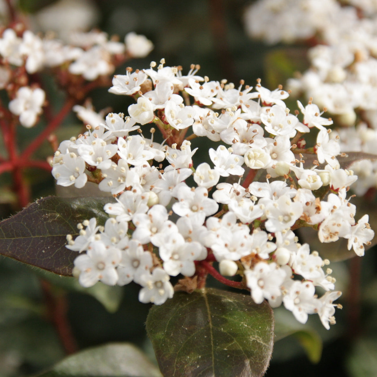 Lorbeerschneeball Eve Price - Viburnum tinus 'eve price' - Willemse