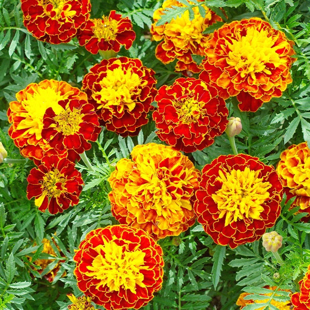 Ringelblumen Mischung - Tagetes patula - Gemüsegarten