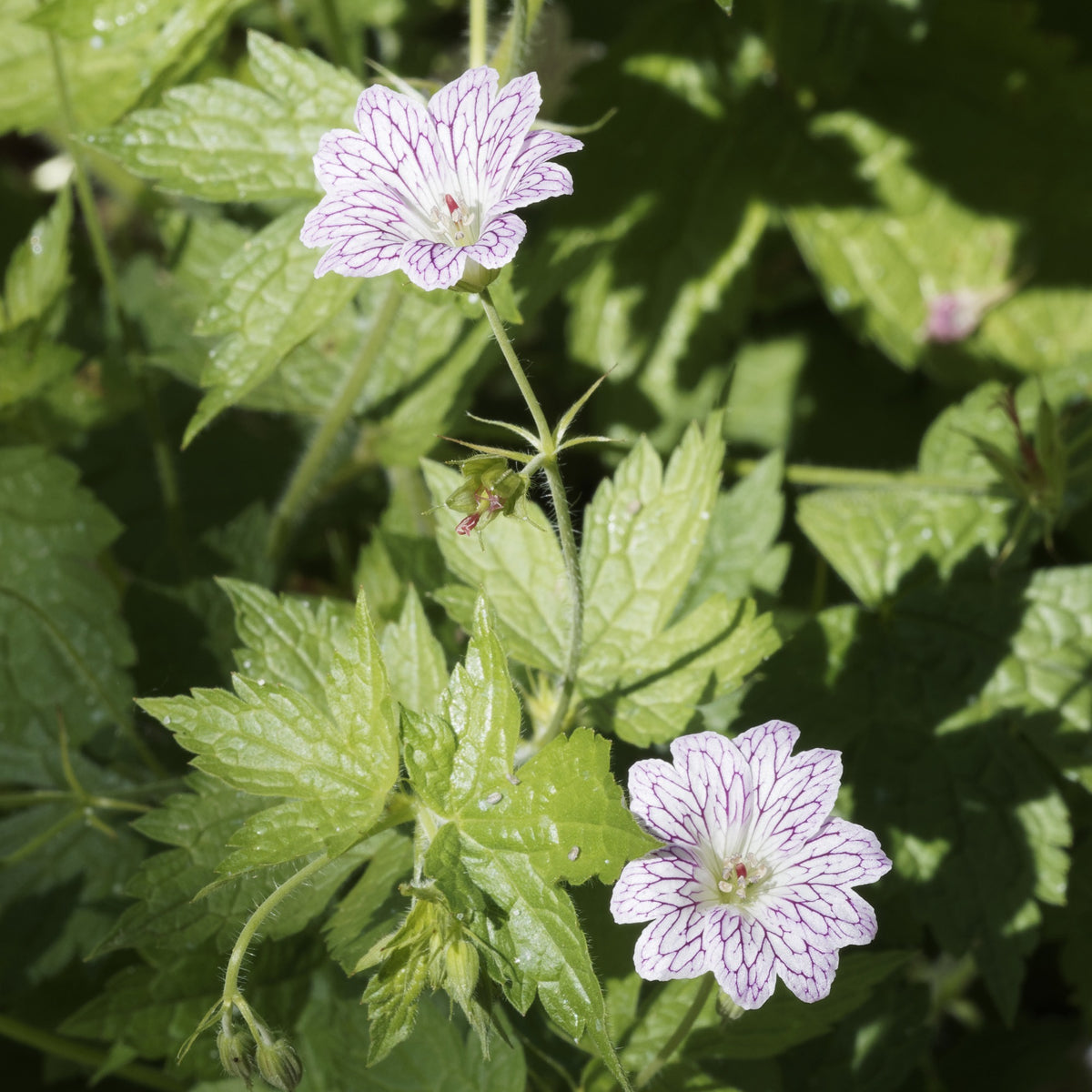 Geranium oxonianum katharine adèle , himalayense, - Mehrjährige Geranien Mischung (x9) - Geranien