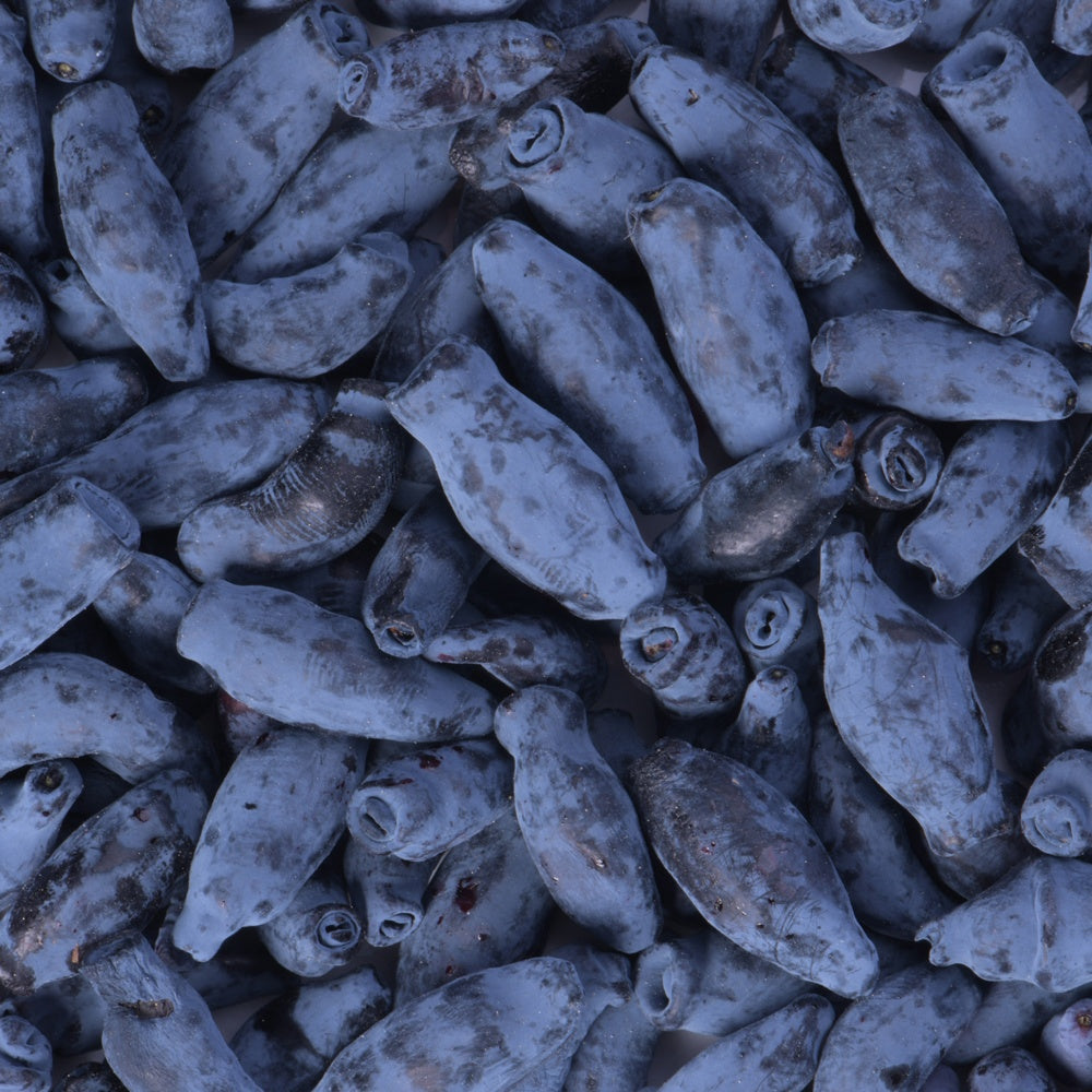 Blaubeere Borealis - Willemse