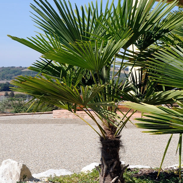 Hanfpalme ‘Wagnerianus’ - Willemse