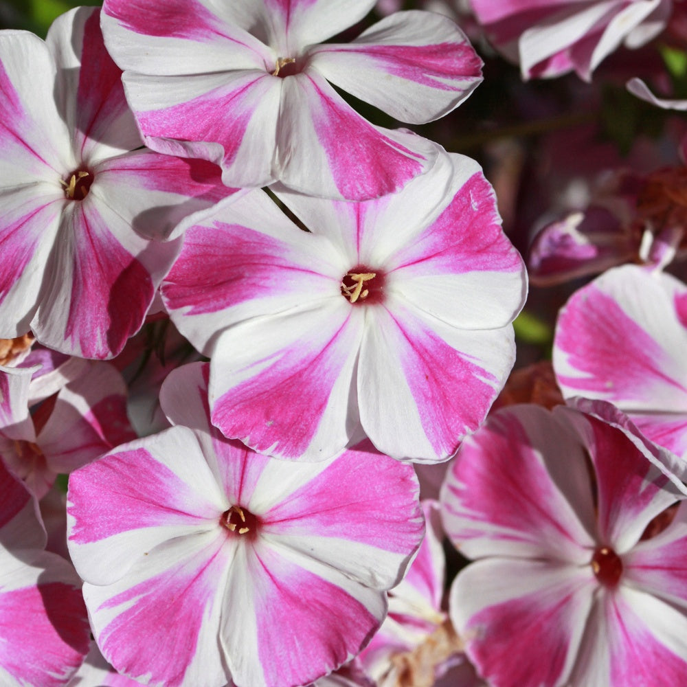 Flammenblume Bambini Candy Crush - Phlox paniculata Bambini ® Candy Crush - Willemse