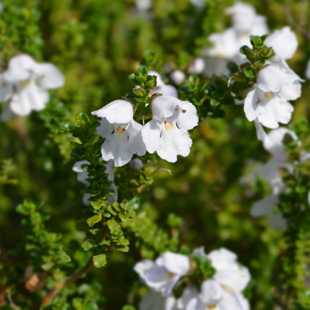 Tasmanische Strauchminze - Prostanthera cuneata - Willemse