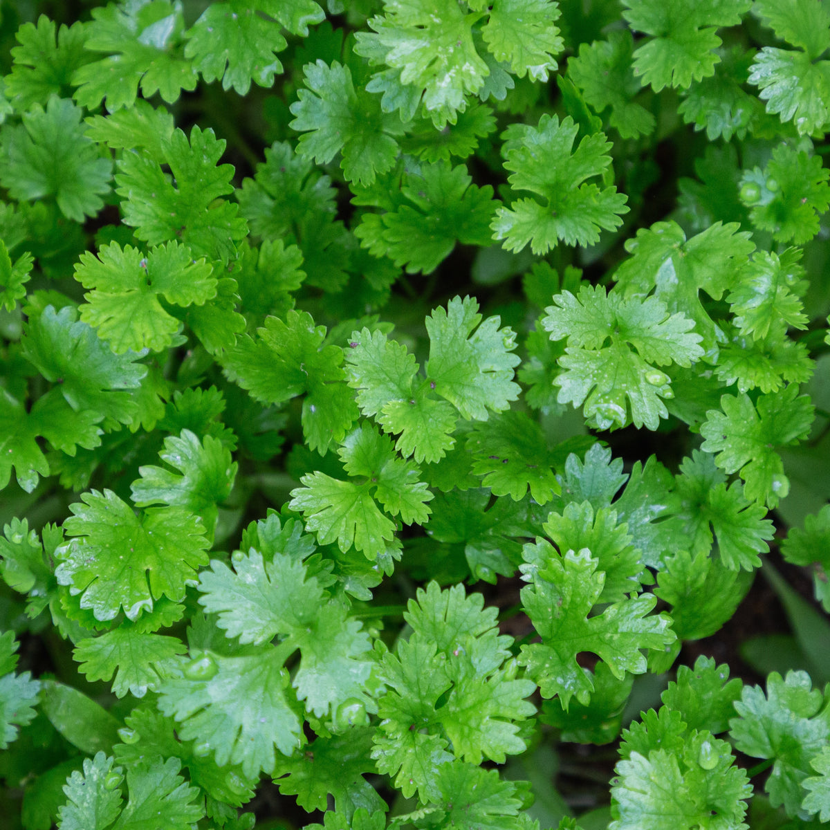 Koriander - Coriandrum sativum - Willemse