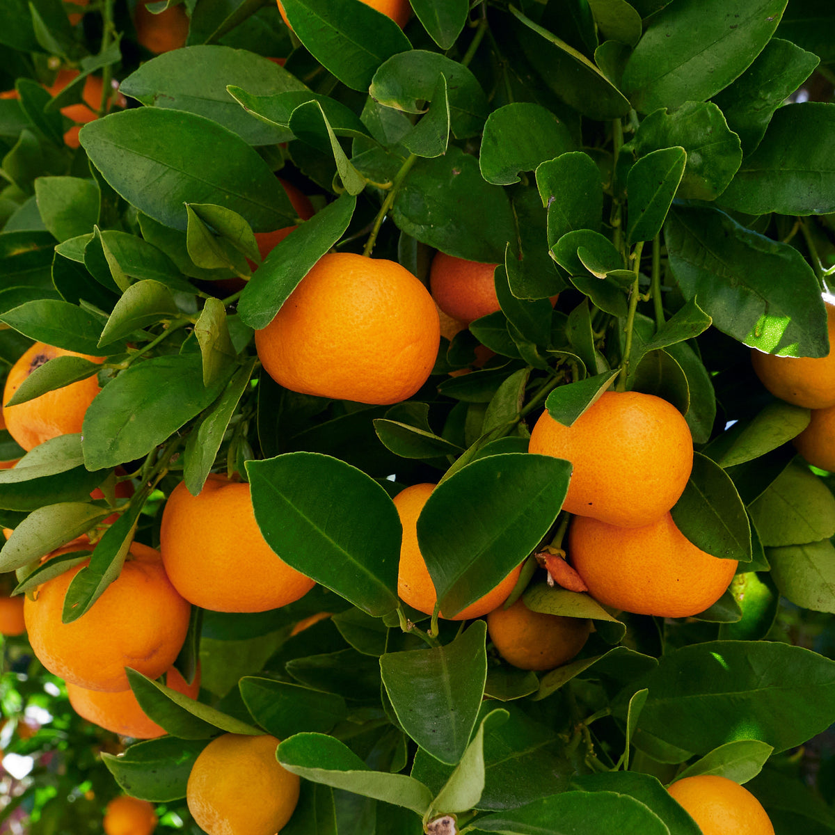 Calamondinorange - Willemse