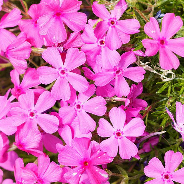Flammenblume Phlox subulata (x3) - Phlox subulata