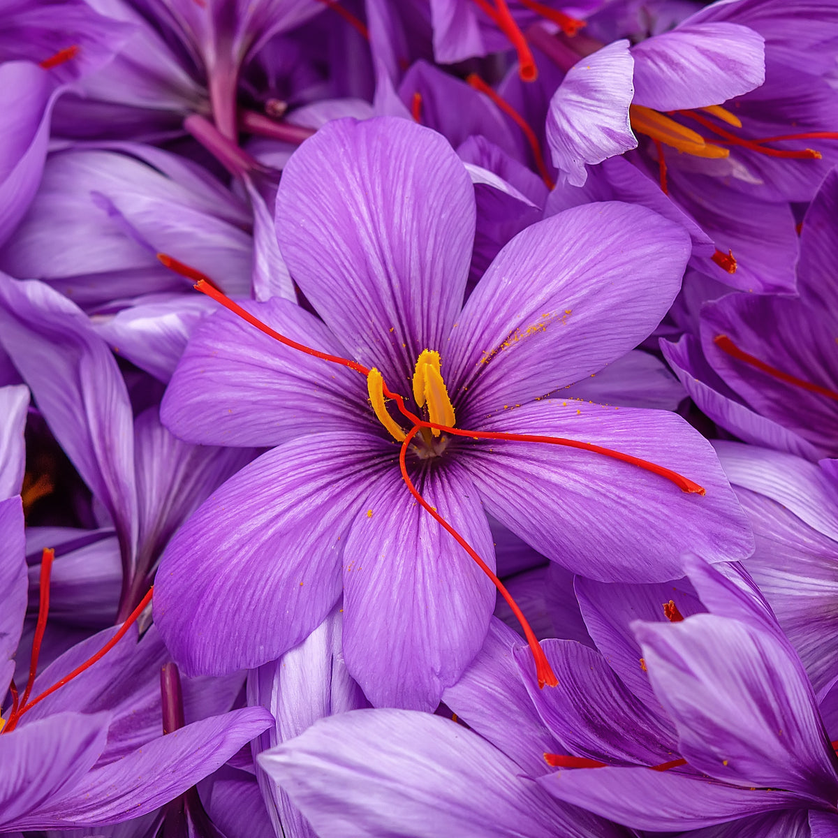 Krokus Crocus sativus (x10) - Willemse